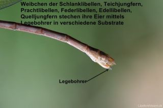 Legebohrer (Ovipositor) einer Kleinlibelle