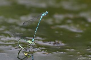 Coenagrion puella - Eiablage