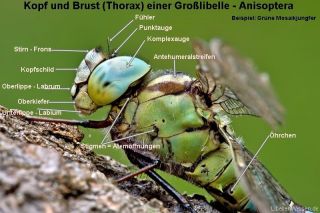 Grosslibelle - Koerperbau ,Kopf  und Thorax