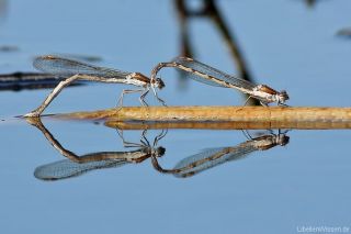 Sympecma fusca Eiablage im März