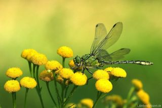 Ophiogomphus cecilia - Grüne Flussjungfer
