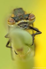 Pyrrhosoma nymphula, meine 1. in 2012 
