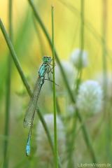 Libelle Kleinlibelle Pechlibelle Schlafplatz Odonata damselflies