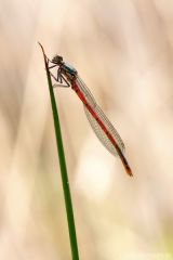 Pyrrhosoma nymphula - young male