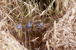 Rana arvalis 4 male waiting