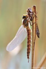 Brachytron pratense - male