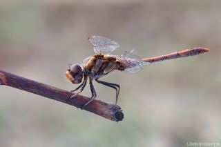 Sympetrum striolatum - male