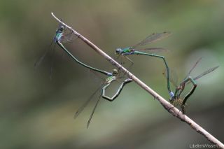 Lestes virens - Eiablage