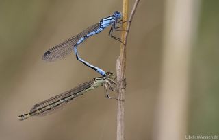 Enallagma cyathigerum, Tandemstellung