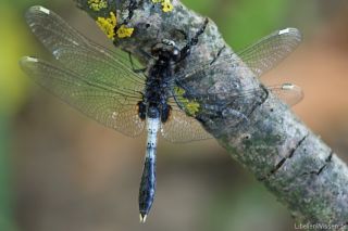 Leucorrhinia caudalis