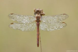 Sympetrum vulgatum