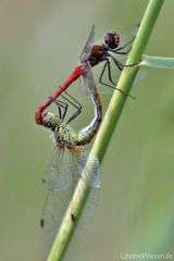 Sympetrum sanguineum