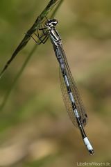 Coenagrion hastulatum