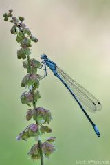 Coenagrion puella