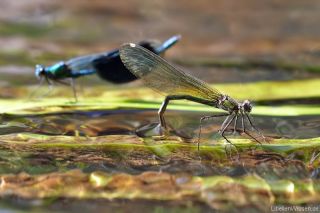 Calopteryx splendens