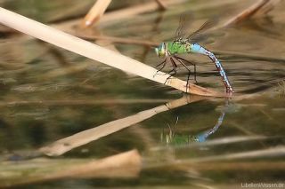 Anax imperator-Eiablage