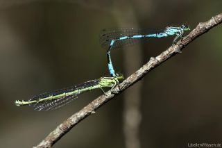 Coenagrion hastulatum Tandem