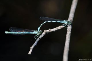 Coenagrion hastulatum Tandem 2