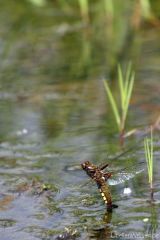 Libellula depressa Eiablage