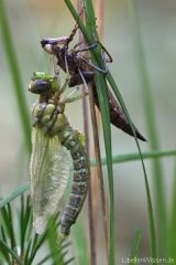 Aeshna cyanea