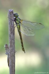 Aeshna affinis