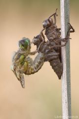 Libellula quadrimaculata