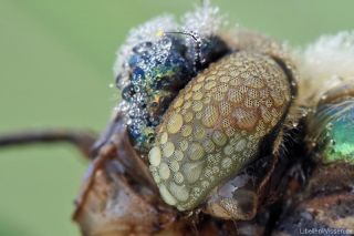 Cordulia aenea -   das  Komplexauge einer Großlibelle besteht aus bis zu 30000  Ommatidien