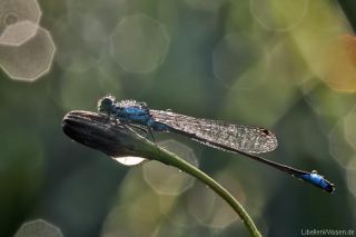 Ischnura elegans - male