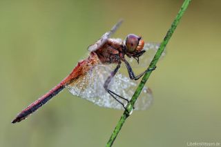 Sympetrum flaveolum - male, early in the morning