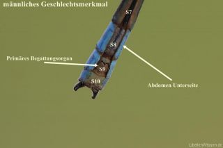 männl. begattungsorgan_primaer_img