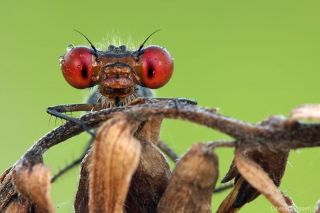 Erythromma viridulum, male img_1053