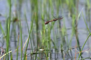 Sympetrum striolatum, Eiablage im Tandemflugg_11