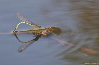 Ischnura elegans-f. infuscans obsoleta