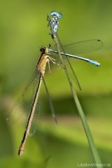 Große Pechlibelle,Weibchen Farbform f. infuscans-obsoleta frisst Fledermaus-Azurjungfer
