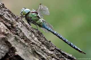 Aeshna viridis - male_lw_3502