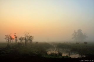 Brandenburger Natur landscape 1_3917_1