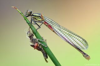 Pyrrhosoma nymphula