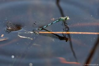 Coenagrion hastulatum - eiablage_1_img_5515
