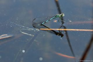 Coenagrion hastulatum - eiablage_2_img_5520