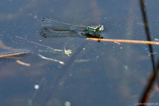 Coenagrion hastulatum - eiablage_3_img_5528