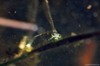 Coenagrion hastulatum - eiablage_4_img_5534