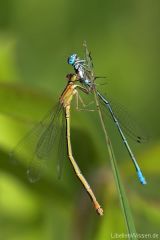 Ischnura elegans vs. Coenagrion pulchellum
