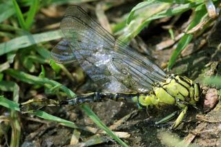 Gomphus flavipes- Unfall -