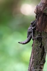 Gomphus vulgatissimus