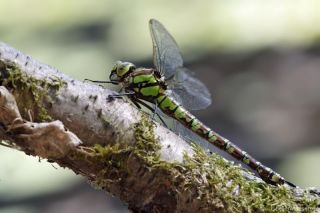 Aeshna cyanea - female - 
