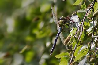 Anax imperator vs Sympetrum