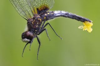 Leucorrhinia caudalis - homöochromes Weibchen_noteiablage_mg_