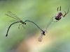 Lestes virens - praedation - Arachnide