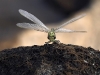 Gomphus flavipes