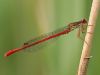 Ceriagrion tenellum - male /by Christian Dreifert